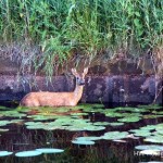 Henry-Wallinga©-Hasselterweg-Rouveen-04