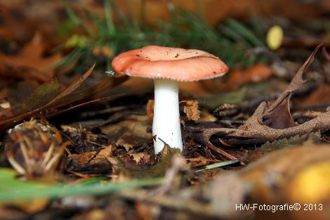 Henry-Wallinga©-Paddestoelen-12