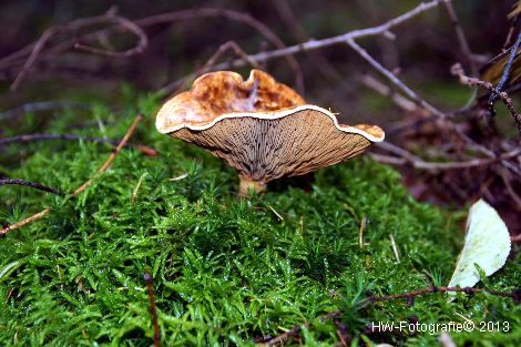 Henry-Wallinga©-Paddestoelen-17