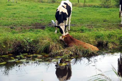 Henry-Wallinga©-Rechterensweg-Rouveen-02