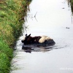 Henry-Wallinga©-Schaap-NieuweWeg-02