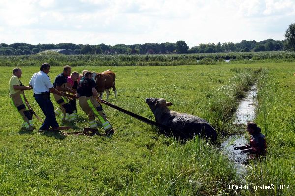 Henry-Wallinga©-Koe-Cellemuiden-07