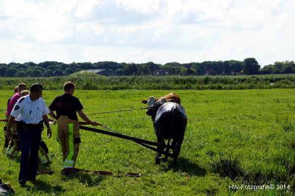 Henry-Wallinga©-Koe-Cellemuiden-08