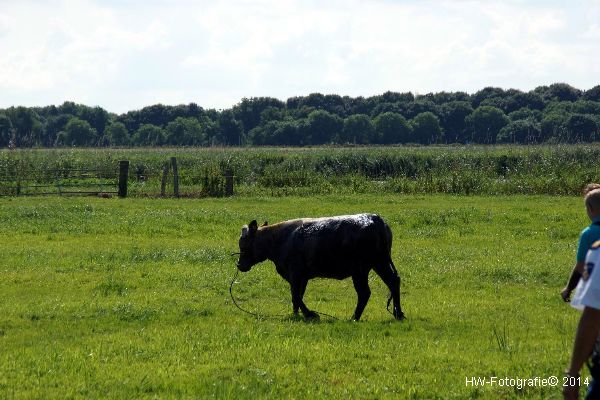 Henry-Wallinga©-Koe-Cellemuiden-09