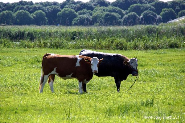 Henry-Wallinga©-Koe-Cellemuiden-10