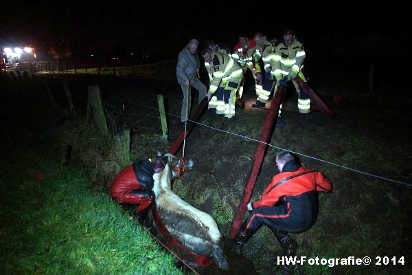 Henry-Wallinga©-Paard-Sloot-Hasselt-01