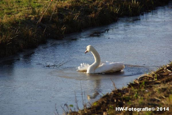 Henry-Wallinga©-Zwaan-ijs-Mastenbroek-01