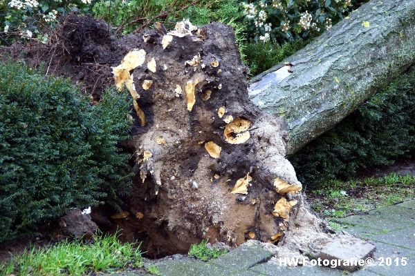 Henry-Wallinga©-Boom-Stormschade-Hasselt-02