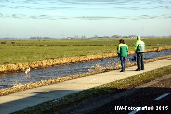 Henry-Wallinga©-Gewonde-Zwaan-Kerkwetering-Mastenbroek-01