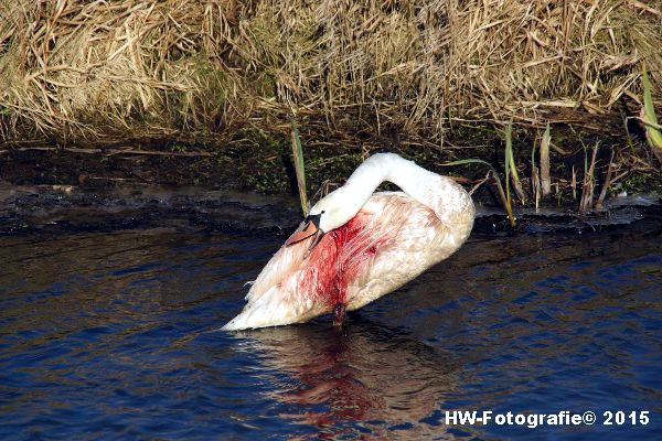 Henry-Wallinga©-Gewonde-Zwaan-Kerkwetering-Mastenbroek-03