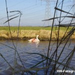 Henry-Wallinga©-Gewonde-Zwaan-Kerkwetering-Mastenbroek-06