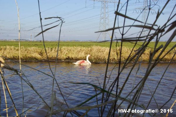 Henry-Wallinga©-Gewonde-Zwaan-Kerkwetering-Mastenbroek-06