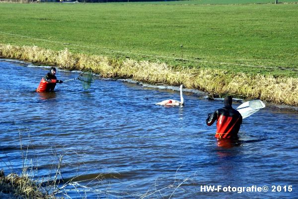 Henry-Wallinga©-Gewonde-Zwaan-Kerkwetering-Mastenbroek-07