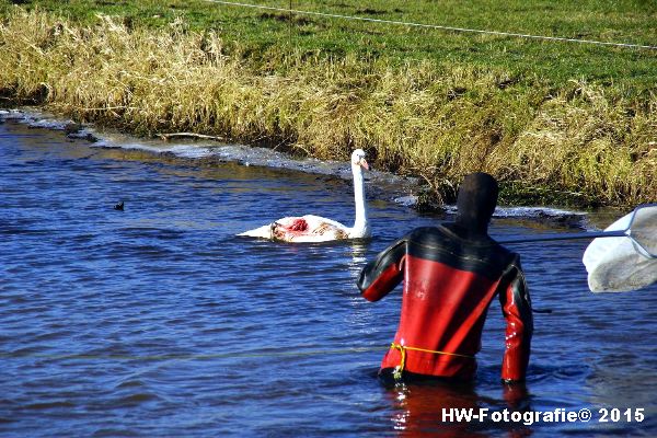 Henry-Wallinga©-Gewonde-Zwaan-Kerkwetering-Mastenbroek-08