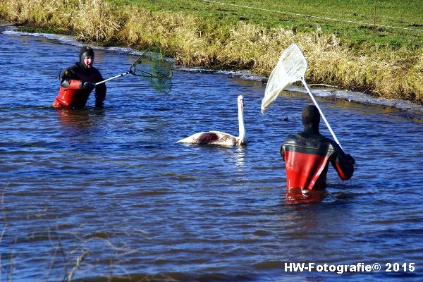 Henry-Wallinga©-Gewonde-Zwaan-Kerkwetering-Mastenbroek-09