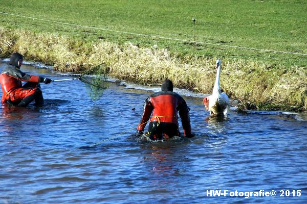 Henry-Wallinga©-Gewonde-Zwaan-Kerkwetering-Mastenbroek-10