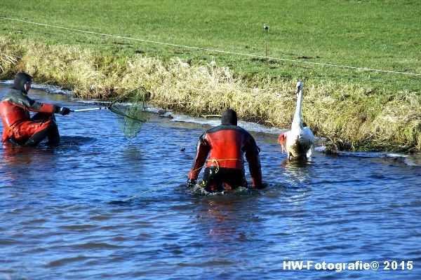 Henry-Wallinga©-Gewonde-Zwaan-Kerkwetering-Mastenbroek-10