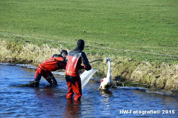 Henry-Wallinga©-Gewonde-Zwaan-Kerkwetering-Mastenbroek-11