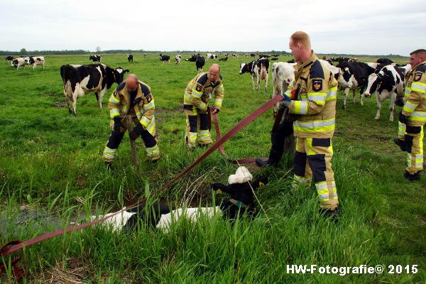 Henry-Wallinga©-Koe-Sloot-Zwartsluis-01