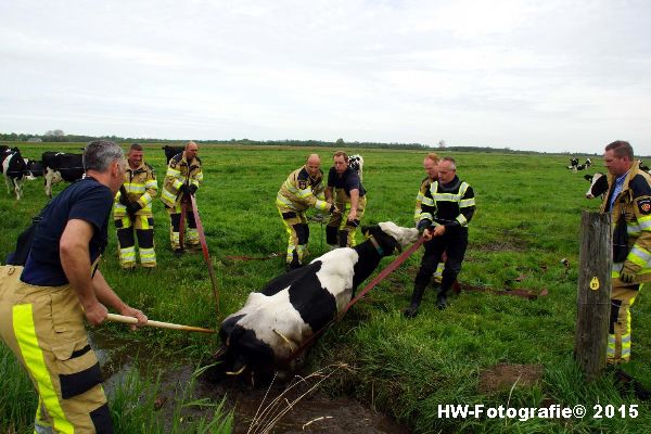 Henry-Wallinga©-Koe-Sloot-Zwartsluis-08