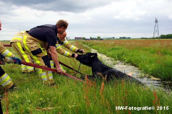 Henry-Wallinga©-Koeien-Sloot-Zwartsluis-02