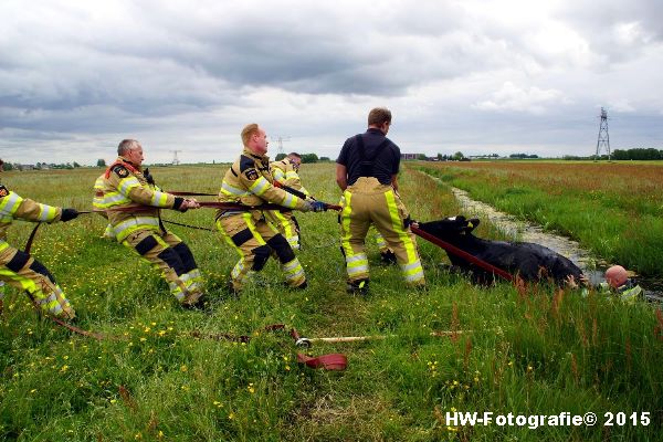 Henry-Wallinga©-Koeien-Sloot-Zwartsluis-03