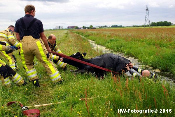 Henry-Wallinga©-Koeien-Sloot-Zwartsluis-04