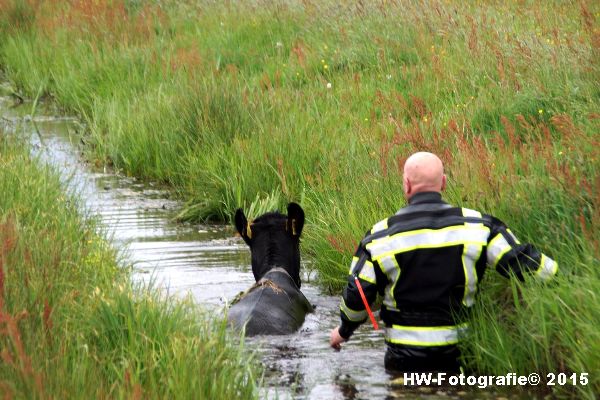 Henry-Wallinga©-Koeien-Sloot-Zwartsluis-05