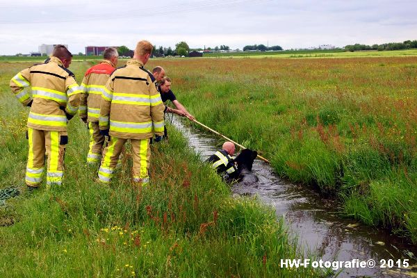 Henry-Wallinga©-Koeien-Sloot-Zwartsluis-06