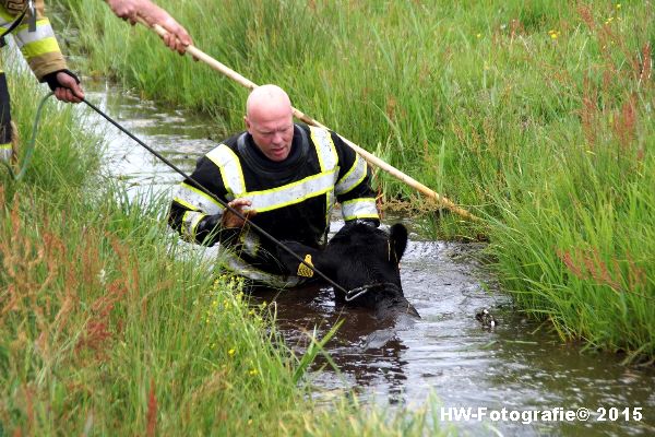 Henry-Wallinga©-Koeien-Sloot-Zwartsluis-07