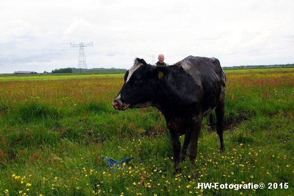 Henry-Wallinga©-Koeien-Sloot-Zwartsluis-11