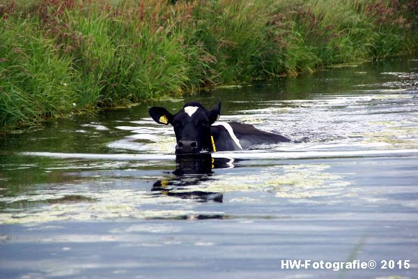 Henry-Wallinga©-Koeien-Sloot-Zwartsluis-15