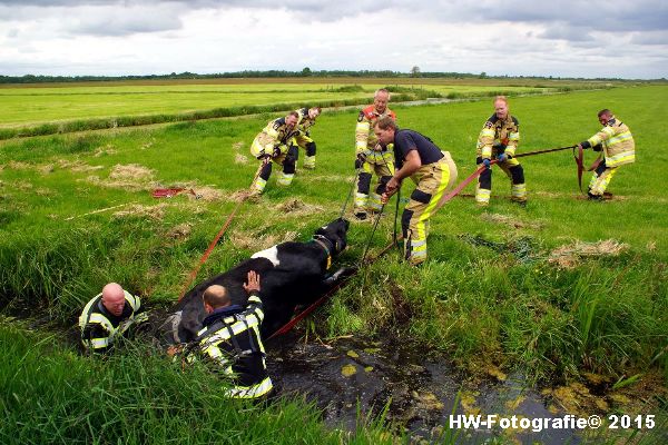 Henry-Wallinga©-Koeien-Sloot-Zwartsluis-18