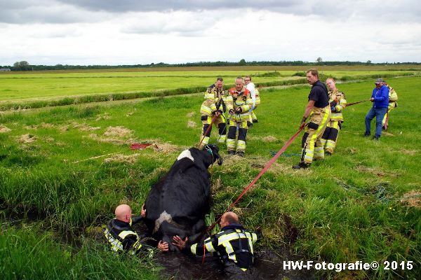 Henry-Wallinga©-Koeien-Sloot-Zwartsluis-19