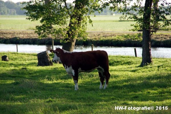 Henry-Wallinga©-Wildwest-Koe-Giethoorn-01