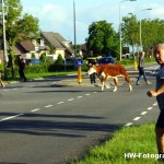 Henry-Wallinga©-Wildwest-Koe-Giethoorn-02