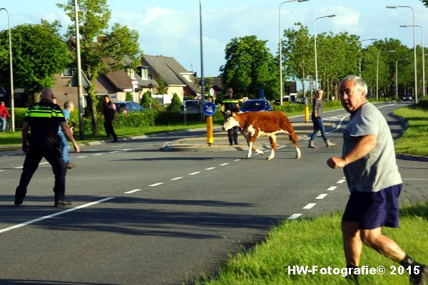 Henry-Wallinga©-Wildwest-Koe-Giethoorn-02