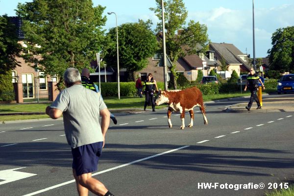 Henry-Wallinga©-Wildwest-Koe-Giethoorn-03