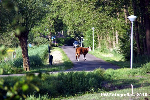 Henry-Wallinga©-Wildwest-Koe-Giethoorn-05