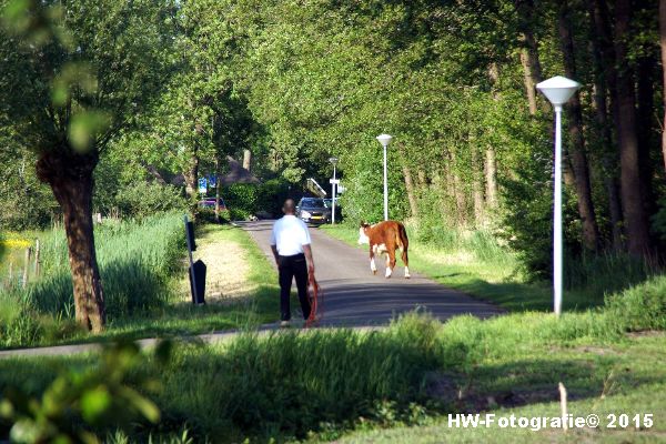 Henry-Wallinga©-Wildwest-Koe-Giethoorn-06