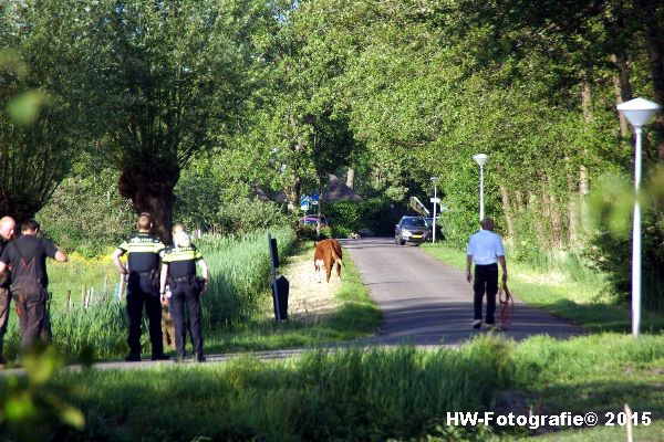 Henry-Wallinga©-Wildwest-Koe-Giethoorn-07