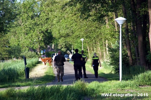 Henry-Wallinga©-Wildwest-Koe-Giethoorn-09