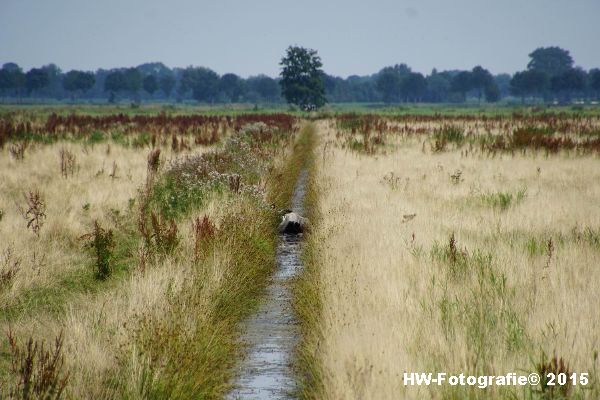 Henry-Wallinga©-Koe-Rechterensweg-Rouveen-01