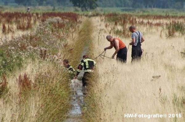 Henry-Wallinga©-Koe-Rechterensweg-Rouveen-10