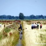 Henry-Wallinga©-Koe-Rechterensweg-Rouveen-13