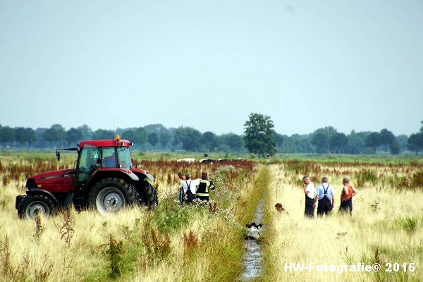 Henry-Wallinga©-Koe-Rechterensweg-Rouveen-14