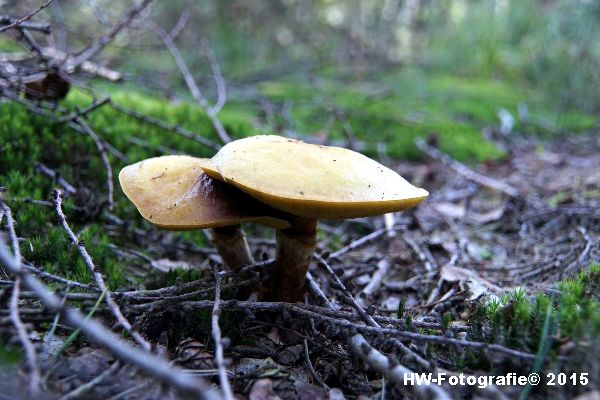 Henry-Wallinga©-Natuur-Paddestoelen-01