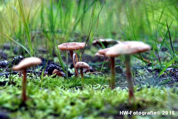 Henry-Wallinga©-Natuur-Paddestoelen-02