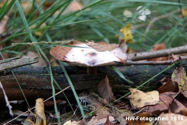 Henry-Wallinga©-Natuur-Paddestoelen-03