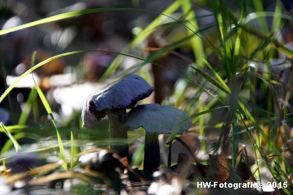 Henry-Wallinga©-Natuur-Paddestoelen-04